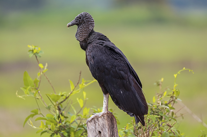 Side view of a Black vulture against green background, Pantanal Wetlands, Mato Grosso, Brazil Side view of a Black vulture against green background, Pantanal Wetlands, Mato Grosso, Brazil, by Zoonar Uwe Bergwitz
