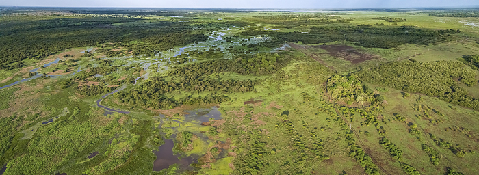 Panoramic aerial shot of typical Pantanal Wetlands landscape with cattle grazing around lagoons, for Panoramic aerial shot of typical Pantanal Wetlands landscape with cattle grazing around lagoons, for, by Zoonar Uwe Bergwitz