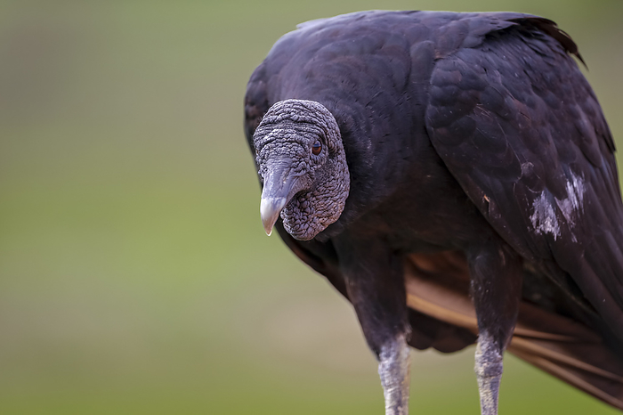 Close up of a Black vulture, facing to camera, Pantanal Wetlands, Mato Grosso, Brazil Close up of a Black vulture, facing to camera, Pantanal Wetlands, Mato Grosso, Brazil, by Zoonar Uwe Bergwitz