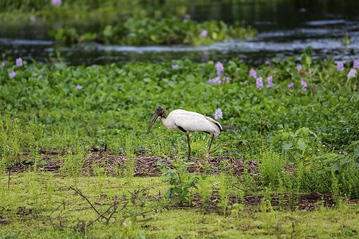 Wood stork foraging at a green lagoon edge, Pantanal Wetlands, Mato Grosso, Brazil Wood stork foraging at a green lagoon edge, Pantanal Wetlands, Mato Grosso, Brazil, by Zoonar Uwe Bergwitz