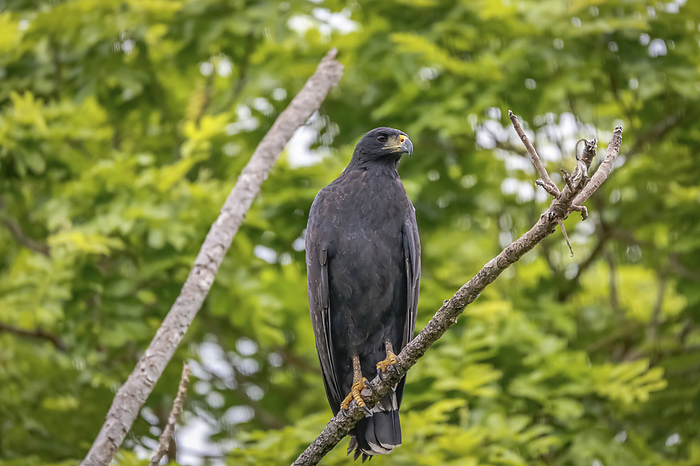 Close up of a Great black hawk perched on a branch against green background, Pantanal Wetlands, Mato Close up of a Great black hawk perched on a branch against green background, Pantanal Wetlands, Mato, by Zoonar Uwe Bergwitz