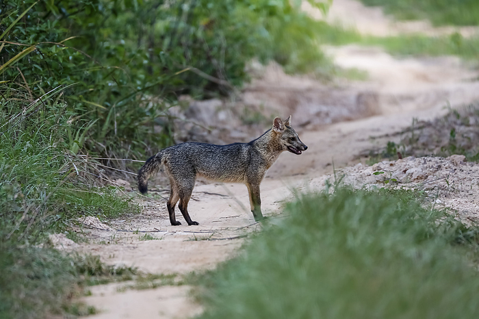Side view of a Crab eating fox on a sandy path in the Pantanal Wetlands, Mato Grosso, Brazil Side view of a Crab eating fox on a sandy path in the Pantanal Wetlands, Mato Grosso, Brazil, by Zoonar Uwe Bergwitz