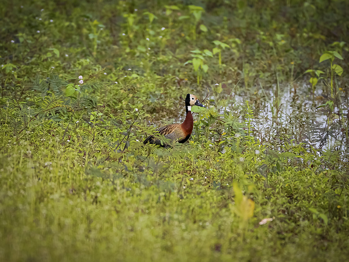 White faced whistling duck foraging at green water edge, Pantanal Wetlands, Mato Grosso, Brazil White faced whistling duck foraging at green water edge, Pantanal Wetlands, Mato Grosso, Brazil, by Zoonar Uwe Bergwitz