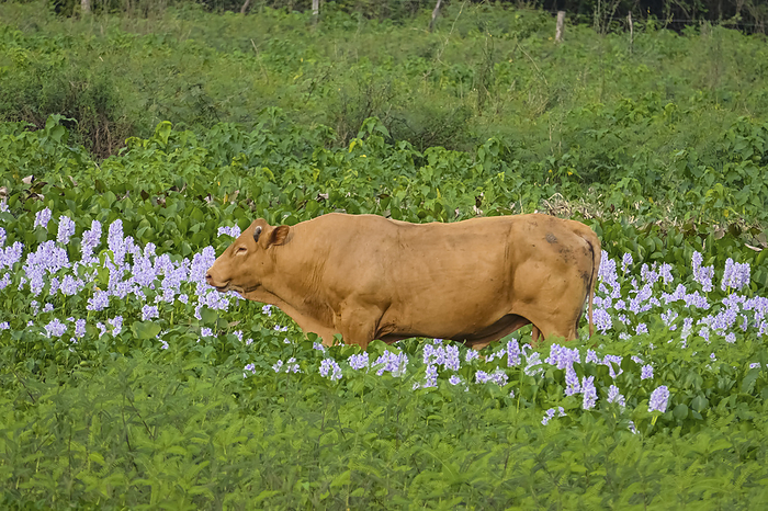 Gorgeous brown cattle in a meadow with water hyacinths in bloom, Pantanal Wetlands, Mato Grosso, Bra Gorgeous brown cattle in a meadow with water hyacinths in bloom, Pantanal Wetlands, Mato Grosso, Bra, by Zoonar Uwe Bergwitz