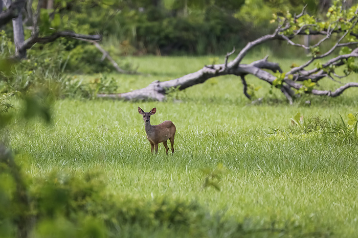 Red Brocket deer in distance in green grass, Pantanal Wetlands, Mato Grosso, Brazil Red Brocket deer in distance in green grass, Pantanal Wetlands, Mato Grosso, Brazil, by Zoonar Uwe Bergwitz