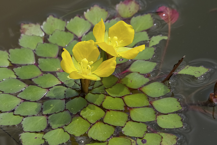 Close up of a water plant with yellow flower and leaves in wonderful pattern, Pantanal Wetlands, Mat Close up of a water plant with yellow flower and leaves in wonderful pattern, Pantanal Wetlands, Mat, by Zoonar Uwe Bergwitz