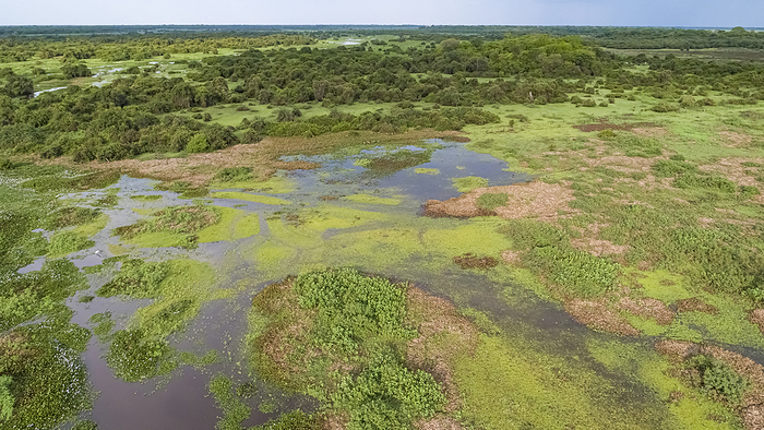 Aerial shot of typical Pantanal Wetlands landscape with cattle grazing around lagoons, forests, mead Aerial shot of typical Pantanal Wetlands landscape with cattle grazing around lagoons, forests, mead, by Zoonar Uwe Bergwitz