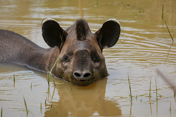 Close up of a Tapir resting in a muddy pond, facing to camera, Pantanal Wetlands, Mato Grosso, Brazi Close up of a Tapir resting in a muddy pond, facing to camera, Pantanal Wetlands, Mato Grosso, Brazi, by Zoonar Uwe Bergwitz