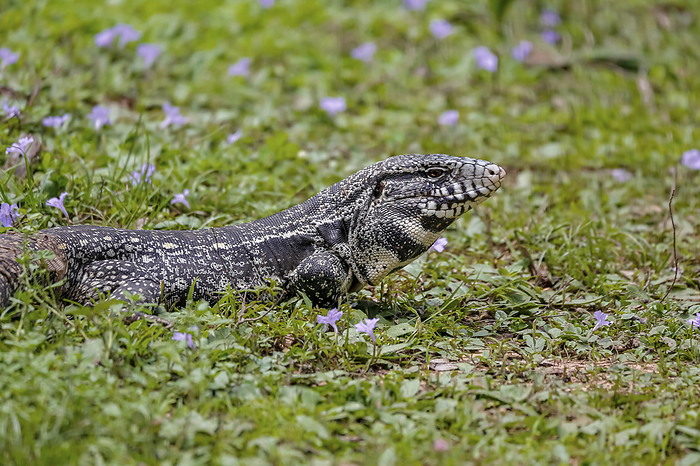 Black and white Tegu sitting in grass, side view, Pantanal Wetlands, Mato Grosso, Brazil Black and white Tegu sitting in grass, side view, Pantanal Wetlands, Mato Grosso, Brazil, by Zoonar Uwe Bergwitz