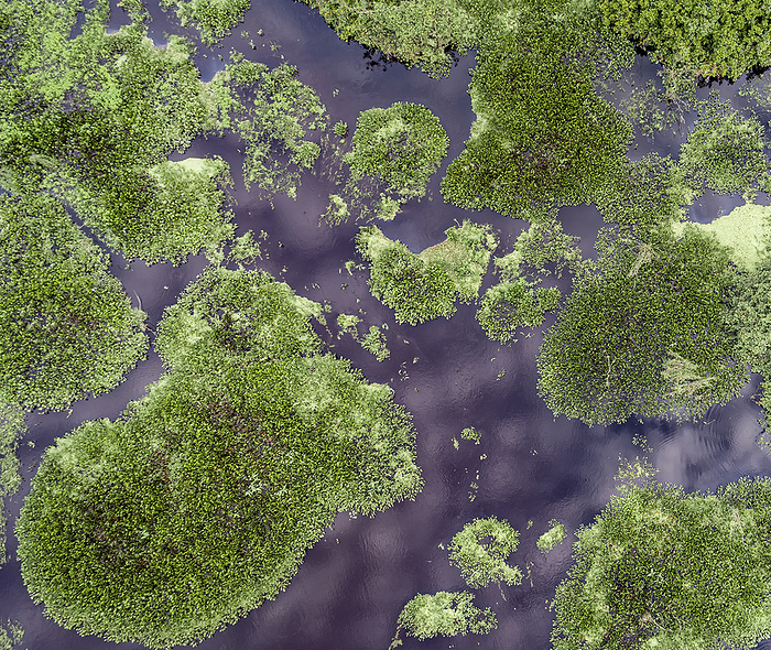 Aerial view of lagoons and forest islands in the Pantanal Wetlands, Mato Grosso, Brazil Aerial view of lagoons and forest islands in the Pantanal Wetlands, Mato Grosso, Brazil, by Zoonar Uwe Bergwitz