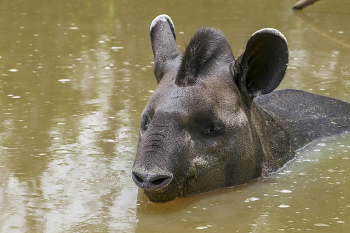 Close up of a Tapir resting in a muddy pond, head and back visible, Pantanal Wetlands, Mato Grosso, Close up of a Tapir resting in a muddy pond, head and back visible, Pantanal Wetlands, Mato Grosso,, by Zoonar Uwe Bergwitz