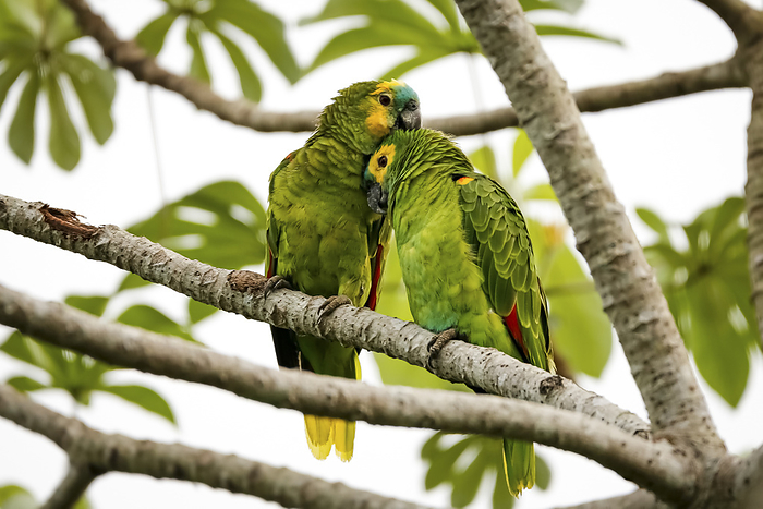 Close up of lovely couple of Blue crowned parakeets perched cuddling together on a tree branch, Pant Close up of lovely couple of Blue crowned parakeets perched cuddling together on a tree branch, Pant, by Zoonar Uwe Bergwitz