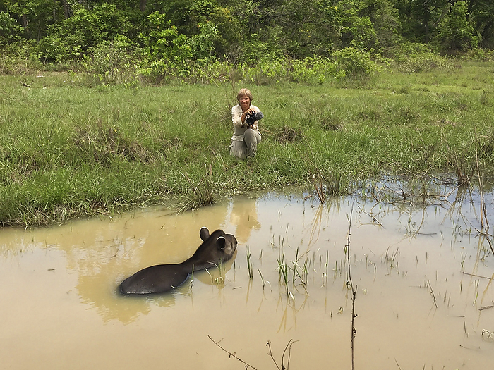 Female tourist watches a Tapir swimming in a muddy pond, kneeling on the water edge in grass, Pantan Female tourist watches a Tapir swimming in a muddy pond, kneeling on the water edge in grass, Pantan, by Zoonar Uwe Bergwitz