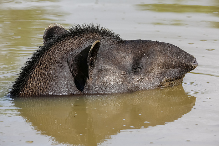 Close up of a Tapir head in a muddy pond, side view face, Pantanal Wetlands, Mato Grosso, Brazil Close up of a Tapir head in a muddy pond, side view face, Pantanal Wetlands, Mato Grosso, Brazil, by Zoonar Uwe Bergwitz