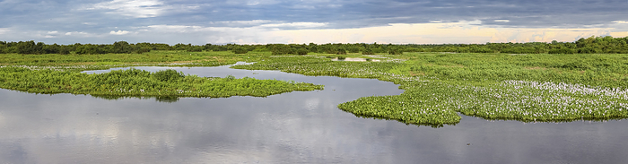 Panorama of meandering river and green water plants in the North Pantanal Wetlands, Mato Grosso, Bra Panorama of meandering river and green water plants in the North Pantanal Wetlands, Mato Grosso, Bra, by Zoonar Uwe Bergwitz