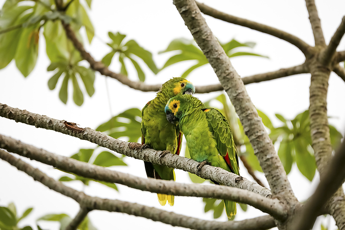 Couple of Blue crowned parakeets perched cuddling together on a tree branch, Pantanal Wetlands, Mato Couple of Blue crowned parakeets perched cuddling together on a tree branch, Pantanal Wetlands, Mato, by Zoonar Uwe Bergwitz