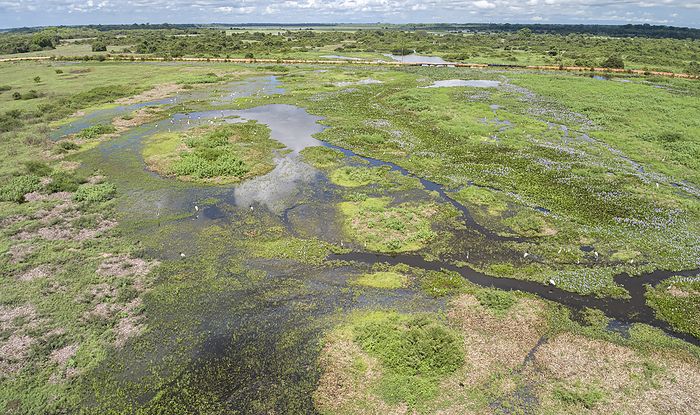 Aerial view of typical Pantanal Wetlands landscape with Transpantaneira road and water birds, Mato G Aerial view of typical Pantanal Wetlands landscape with Transpantaneira road and water birds, Mato G, by Zoonar Uwe Bergwitz
