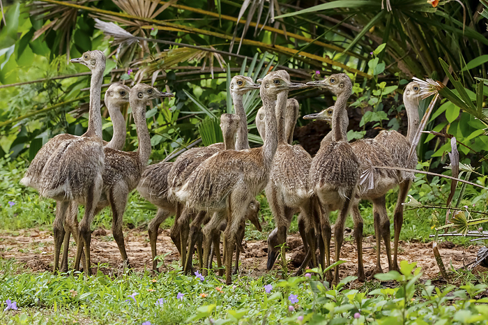 Close up of a group of Nandu or Rhea chicks in natural habitat, Pantanal Wetlands, Mato Grosso, Braz Close up of a group of Nandu or Rhea chicks in natural habitat, Pantanal Wetlands, Mato Grosso, Braz, by Zoonar Uwe Bergwitz