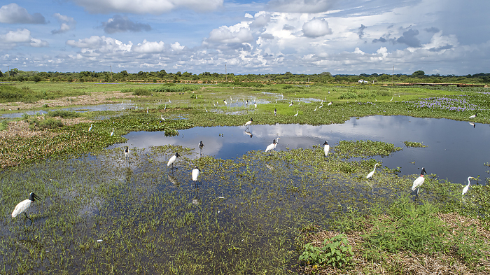 Aerial view of a lagoon and meadows with Jabiru storks and Great egrets, Transpanatnaeira road in ba Aerial view of a lagoon and meadows with Jabiru storks and Great egrets, Transpanatnaeira road in ba, by Zoonar Uwe Bergwitz