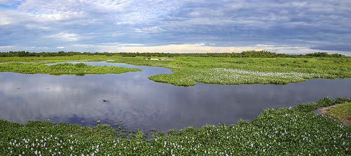 View of meandering river, meadows and water hyacinths in bloom in the North Pantanal Wetlands, Mato View of meandering river, meadows and water hyacinths in bloom in the North Pantanal Wetlands, Mato, by Zoonar Uwe Bergwitz