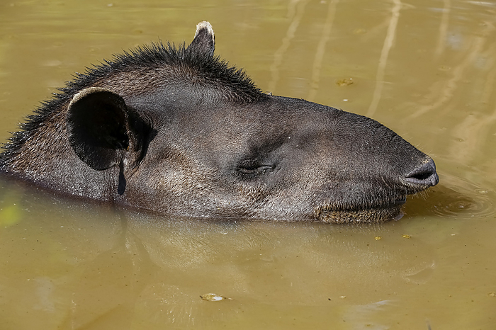 Close up of a Tapir resting in a muddy pond, facing to camera, Pantanal Wetlands, Mato Grosso, Brazi Close up of a Tapir resting in a muddy pond, facing to camera, Pantanal Wetlands, Mato Grosso, Brazi, by Zoonar Uwe Bergwitz