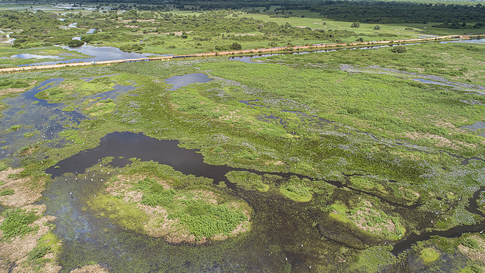 Aerial view of wonderful Pantanal Wetlands landscape with Transpantaneira road and water birds, Mato Aerial view of wonderful Pantanal Wetlands landscape with Transpantaneira road and water birds, Mato, by Zoonar Uwe Bergwitz