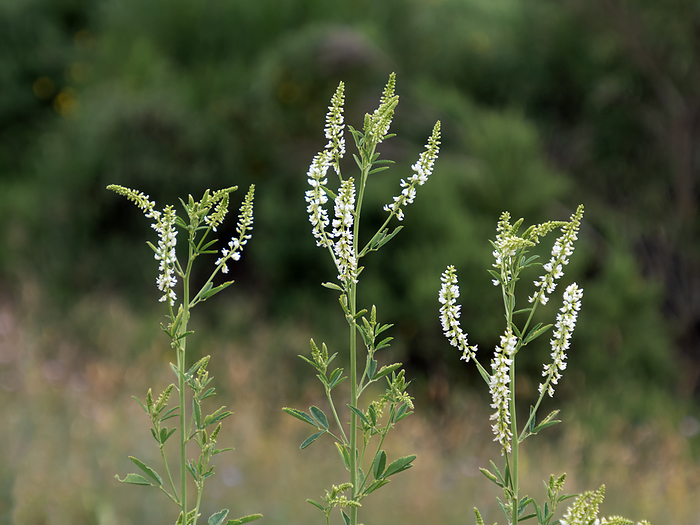 Close up of white sweet clover, Melilotus albus, with inflorescences Close up of white sweet clover, Melilotus albus, with inflorescences, by Zoonar Katrin May