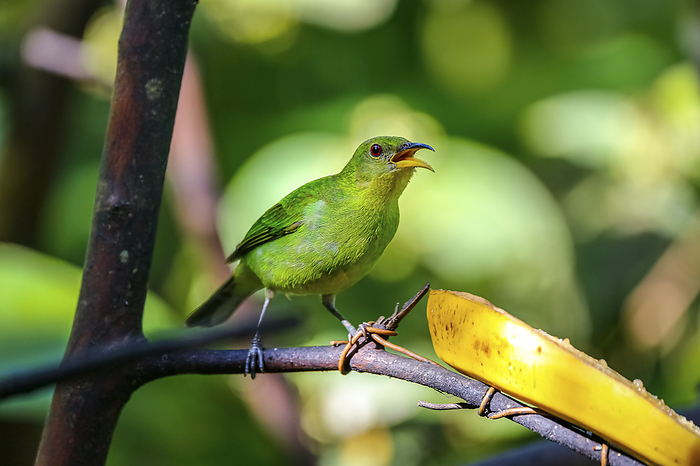 Close up of a female Green honeycreeper perched on branch near a banana in sunlight, Folha Seca, Bra Close up of a female Green honeycreeper perched on branch near a banana in sunlight, Folha Seca, Bra, by Zoonar Uwe Bergwitz