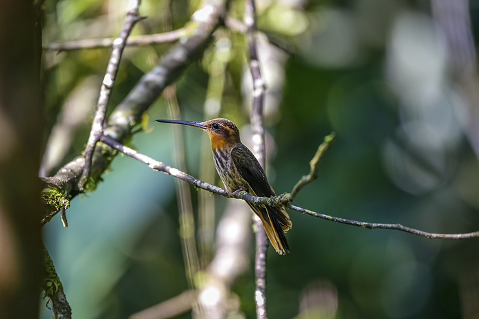 Saw billed hermit, side view, looking left, perched on a tiny branch against defocused background, F Saw billed hermit, side view, looking left, perched on a tiny branch against defocused background, F, by Zoonar Uwe Bergwitz