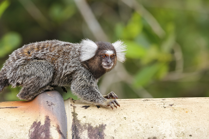 Common marmoset sitting on a pipe, facing camera, against green background, Paraty, Brazil Common marmoset sitting on a pipe, facing camera, against green background, Paraty, Brazil, by Zoonar Uwe Bergwitz
