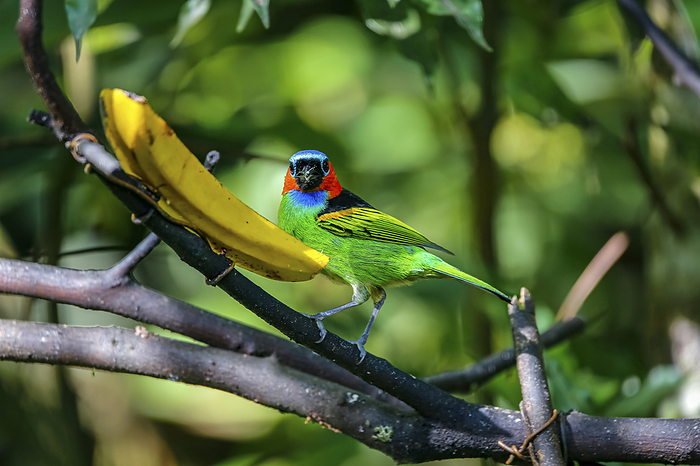 Close up of a Red necked tanager feeding on a banana, facing to camera, against defocused green back Close up of a Red necked tanager feeding on a banana, facing to camera, against defocused green back, by Zoonar Uwe Bergwitz