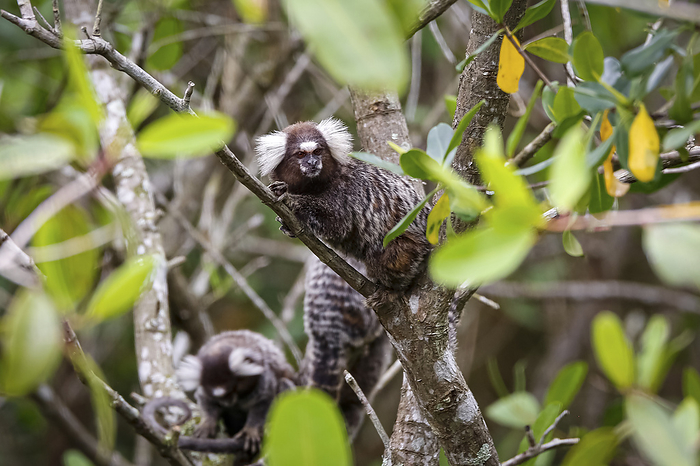 Common marmosets climbing in a green leaved tree, one is facing camera, Paraty, Brazil Common marmosets climbing in a green leaved tree, one is facing camera, Paraty, Brazil, by Zoonar Uwe Bergwitz