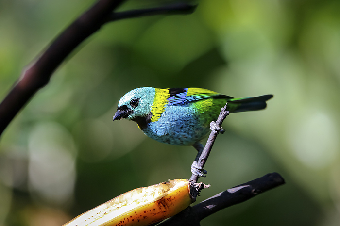 Green headed tanager perched on a branch with banana against defocused green background, Folha Seca, Green headed tanager perched on a branch with banana against defocused green background, Folha Seca,, by Zoonar Uwe Bergwitz