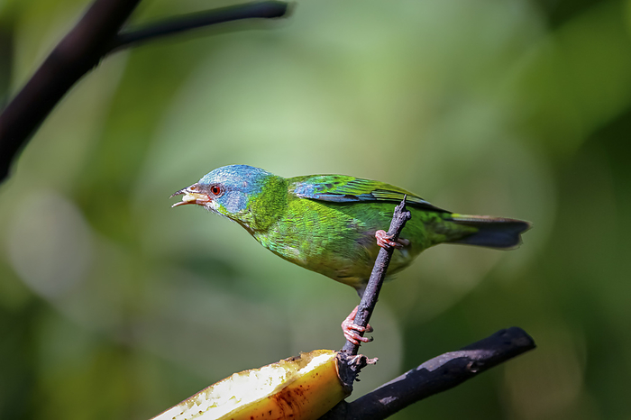 Blue dacnis perched on a branch with banana against defocused green background, Folha Seca, Brazil Blue dacnis perched on a branch with banana against defocused green background, Folha Seca, Brazil, by Zoonar Uwe Bergwitz