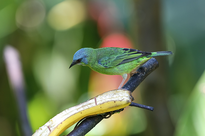 Dacnis cayana  blue dacnis  perched on a branch with banana against defocused green background, Folh Dacnis cayana  blue dacnis  perched on a branch with banana against defocused green background, Folh, by Zoonar Uwe Bergwitz