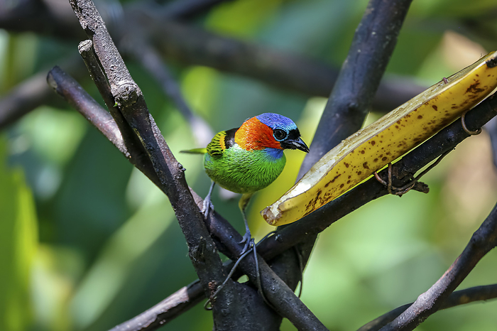 Colorful Red necked tanager perched on branch, looking to a banana against defocused background, Fol Colorful Red necked tanager perched on branch, looking to a banana against defocused background, Fol, by Zoonar Uwe Bergwitz