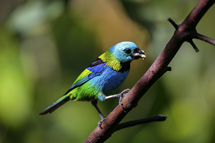 Close up of Green headed tanager with fruit in beak perched on a branch  against defocused green bac Close up of Green headed tanager with fruit in beak perched on a branch  against defocused green bac, by Zoonar Uwe Bergwitz