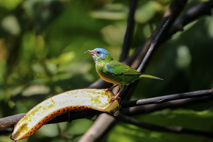 Dacnis cayana perched on a branch with banana in sunlight against defocused green background, Folha Dacnis cayana perched on a branch with banana in sunlight against defocused green background, Folha, by Zoonar Uwe Bergwitz