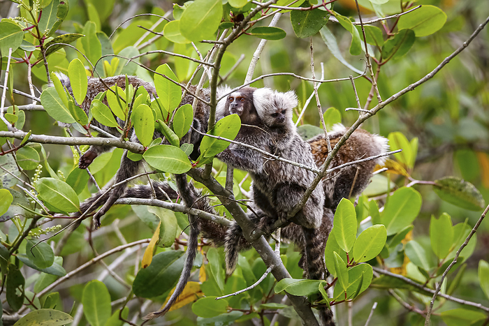 Group of Common marmosets climbing in a green leaved tree, one with a baby on the back, Paraty, Braz Group of Common marmosets climbing in a green leaved tree, one with a baby on the back, Paraty, Braz, by Zoonar Uwe Bergwitz