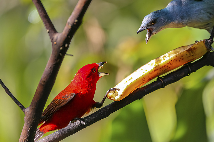 Brazilian tanager and an Azure shouldered tanager fight over a banana, beaks open, against green def Brazilian tanager and an Azure shouldered tanager fight over a banana, beaks open, against green def, by Zoonar Uwe Bergwitz