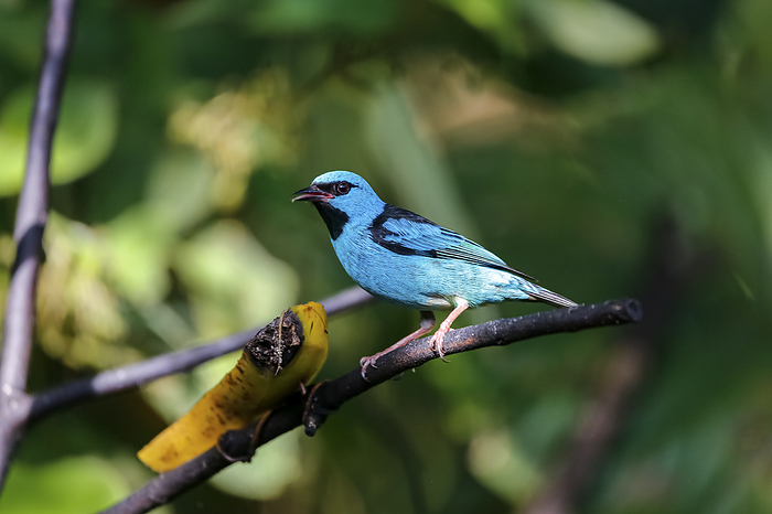 Blue Dacnis perched on a branch with banana against defocused green background, Folha Seca, Brazil Blue Dacnis perched on a branch with banana against defocused green background, Folha Seca, Brazil, by Zoonar Uwe Bergwitz