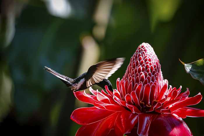 Black Jacobin sucking nectar from a red torch lily, flapping spread wings, in sunlight, Folha Seca, Black Jacobin sucking nectar from a red torch lily, flapping spread wings, in sunlight, Folha Seca,, by Zoonar Uwe Bergwitz