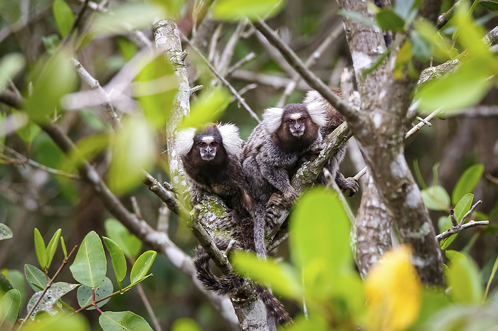 Two Common marmosets sit in agreen leaved tree, facing camera, Paraty, Brazil Two Common marmosets sit in agreen leaved tree, facing camera, Paraty, Brazil, by Zoonar Uwe Bergwitz