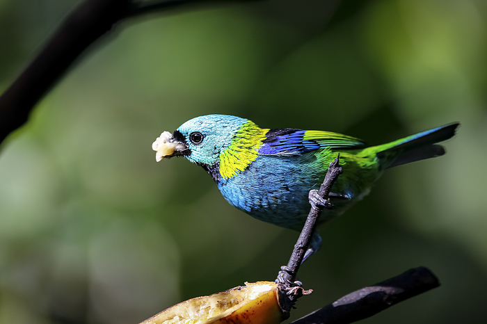 Close up of Green headed tanager with fruit in beak perched on a branch with banana against defocuse Close up of Green headed tanager with fruit in beak perched on a branch with banana against defocuse, by Zoonar Uwe Bergwitz