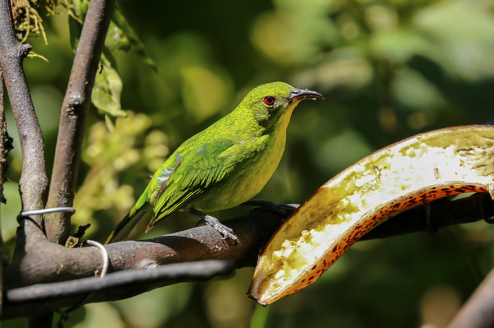 Close up of a female Green honeycreeper, perched on branch near a banana in sunlight, Folha Seca, Br Close up of a female Green honeycreeper, perched on branch near a banana in sunlight, Folha Seca, Br, by Zoonar Uwe Bergwitz