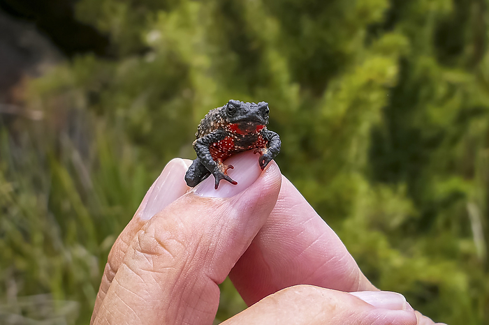 Close up of a tiny, beautiful Maldonada redbelly toad, facing camera on fingers of a man, Itatiaia, Brazil Close up of a tiny, beautiful Maldonada redbelly toad, facing camera on fingers of a man, Itatiaia, Brazil, by Zoonar Uwe Bergwitz