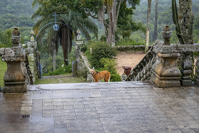Maned wolf on the stairs to the church entrance of Sanctuary Cara a, Minas Gerais, Brazil Maned wolf on the stairs to the church entrance of Sanctuary Cara a, Minas Gerais, Brazil, by Zoonar Uwe Bergwitz