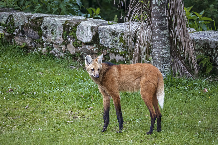 Maned wolf on grassy grounds of Sanctuary Cara a, turning head to the right, stone wall in background, Minas Gerais, Brazil Maned wolf on grassy grounds of Sanctuary Cara a, turning head to the right, stone wall in background, Minas Gerais, Brazil, by Zoonar Uwe Bergwitz