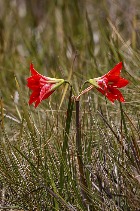 Close up of a red blooming Amaryllis itatiaia with grassy background in high altitude of Serra da Ma Close up of a red blooming Amaryllis itatiaia with grassy background in high altitude of Serra da Ma, by Zoonar Uwe Bergwitz