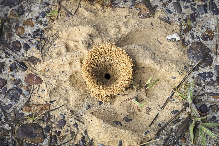 Artful sandy ant hole on the ground, from above, Caraca natural park, Minas Gerais, Brazil Artful sandy ant hole on the ground, from above, Caraca natural park, Minas Gerais, Brazil, by Zoonar Uwe Bergwitz